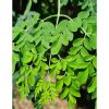 moringa leaves on ecomauritius.mu for infusions