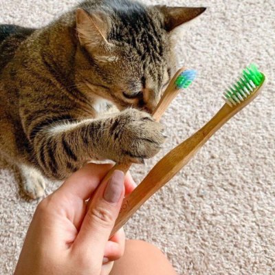 pet bamboo toothbrush on ecomauritius.mu