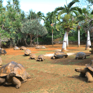 tortoises -vanilla mascareignes-ecomauritius.mu
