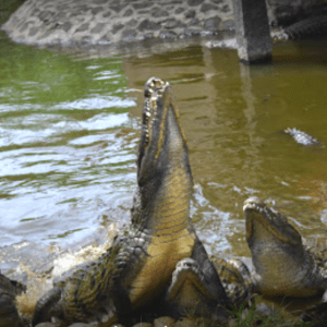 crocodile feeding on ecomauritius.mu