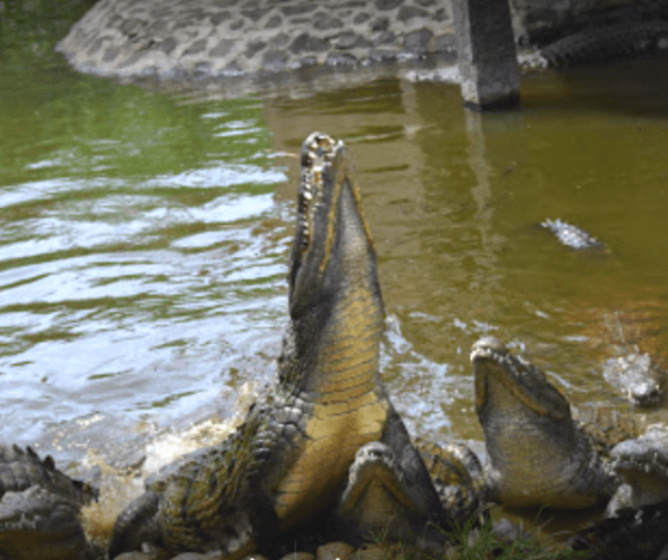 crocodile feeding on ecomauritius.mu