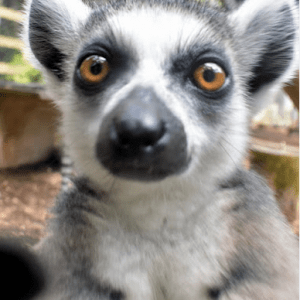 lemur vanille park Mauritius on ecomauritius.mu
