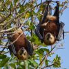 Ebony Forest bats on ecomauritius.mu
