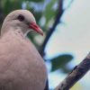 pink pigeon ebony forest on ecomauritius.mu