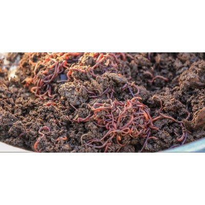 Composting Worms 250g_ecomauritius.mu