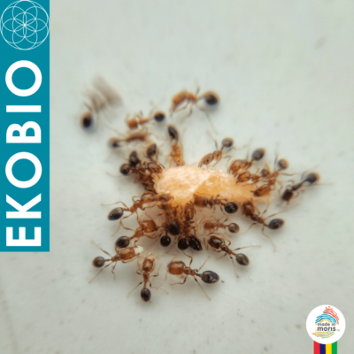 EKOBIO natural anti-ants_ecomauritius